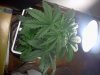 downsized_0924120738.jpg downsized_0924120738.jpg