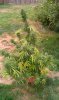 IMAG0544.jpg