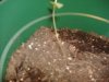 plant 001.jpg