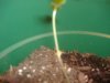 plant 003.jpg