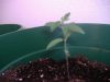 plant 002.jpg