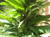 papaya 3.jpg papaya 3.jpg