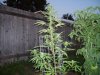 first grow 214.jpg