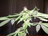 100_1382.jpg