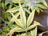 diagnosingplantgrowingproblems.htm_txt_nietz140.gif diagnosingplantgrowingproblems.htm_txt_nietz140.gif