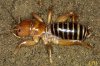 potato_bug_3_zps7b81d81e.jpg