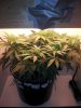 Flowering week 1.2.jpg