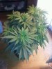 Flowering week 1.3.jpg