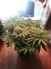 Flowering week 1.jpg