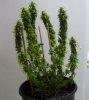 pot 101 001.jpg