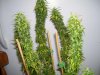 pot 101 003.jpg pot 101 003.jpg