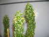 pot 101 004.jpg