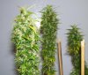 pot 101 005.jpg pot 101 005.jpg