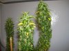 pot 101 006.jpg