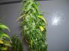 pot 101 007.jpg