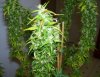 pot 101 008.jpg