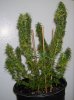 pot 101 009.jpg