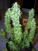 pot 101 010.jpg