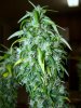 pot 101 011.jpg pot 101 011.jpg