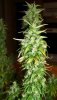 pot 101 012.jpg