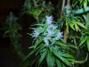 pot 101 013.jpg