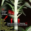 plant sexing.jpg