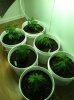 400w MH setup-8.jpg