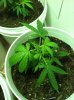BC Kush-2.jpg