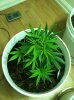 Blueberry-3.jpg
