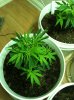 Blueberry-4.jpg