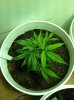 Sweet Kush-2.jpg