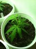 Blue Dream-3.jpg