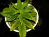 IMG00833-20120929-1740.jpg