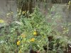 IMG_20120929_183718.jpg