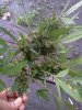 IMG_20120929_100338.jpg