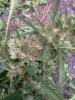 IMG_20120929_100418.jpg
