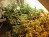 10-1-12 flower room 1.jpg