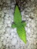 C99 Plant.jpg