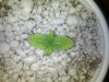 Purple OG plant.jpg