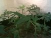 DSCF0008.jpg