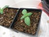bakedp0tat0-486695-albums-first-cfl-growbox-picture2358149-cimg4179a800x600.jpg