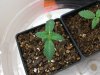 bakedp0tat0-486695-albums-first-cfl-growbox-picture2358150-cimg4180a800x600.jpg