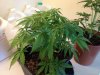 OG kush.jpg OG kush.jpg