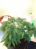 Chronic day 55.jpg Chronic day 55.jpg