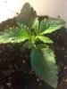 Angelica day 8.JPG