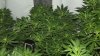 day 14 flower 012.jpg day 14 flower 012.jpg