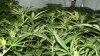 day 14 flower 004.jpg