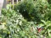 DSCF0091.jpg
