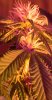 day17-apollobud.jpg