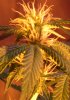 day17-bud1.jpg